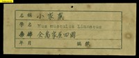 家鼷鼠藏品圖，第14張